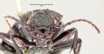 Media type: image;   Entomology 5647 Aspect: head frontal view